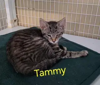 Tammy