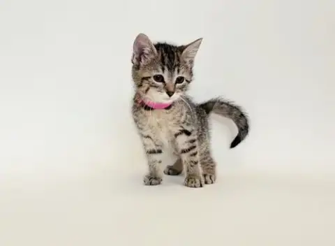 Bambi
