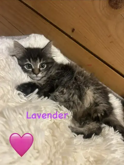 8 Kittens photo 4