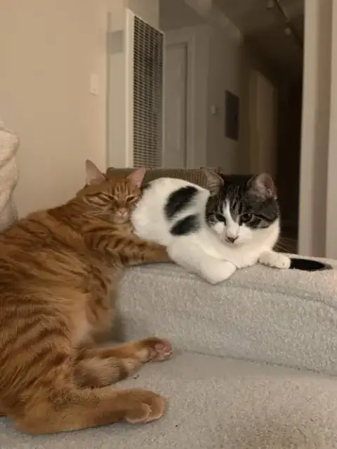 Otis & Tuff photo 3