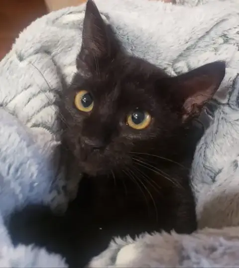 Gretel #Cute-Mini-Panther photo 3