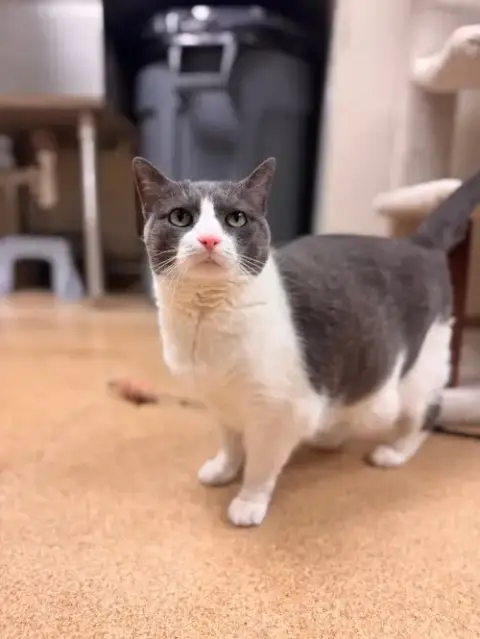 Bitsy-Pending
