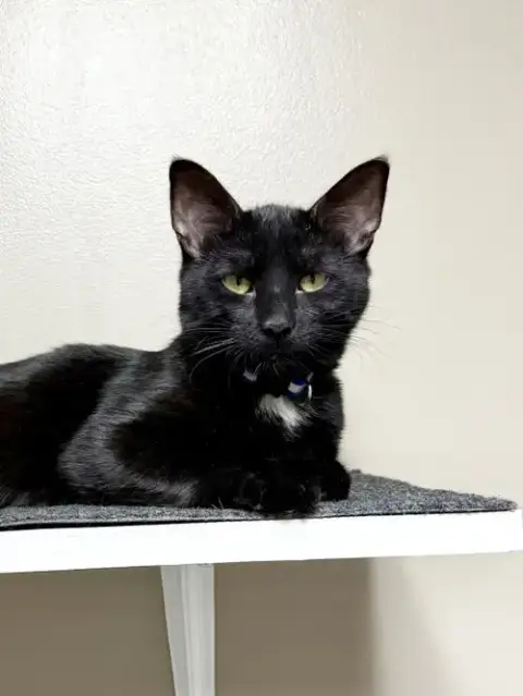 Cat photo 2