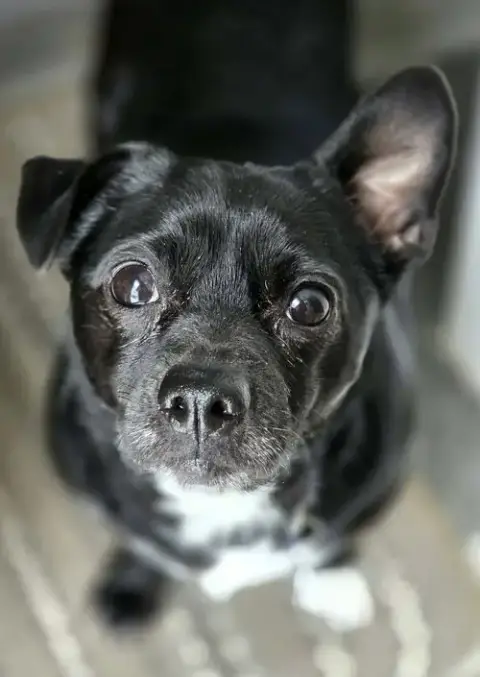Munchkin