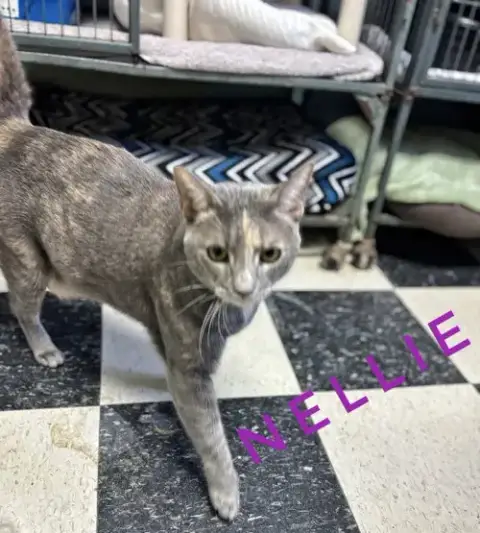 Nellie photo 2