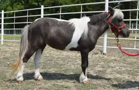 Agatha