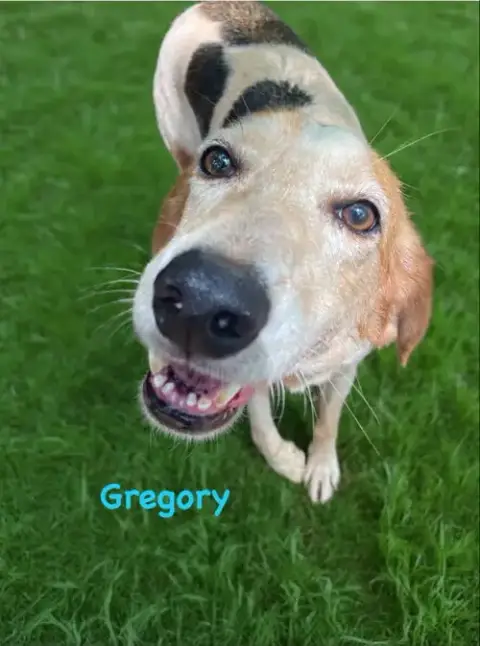Gregory: Not At The Shelter photo 2