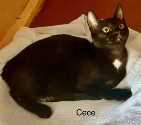 Cece