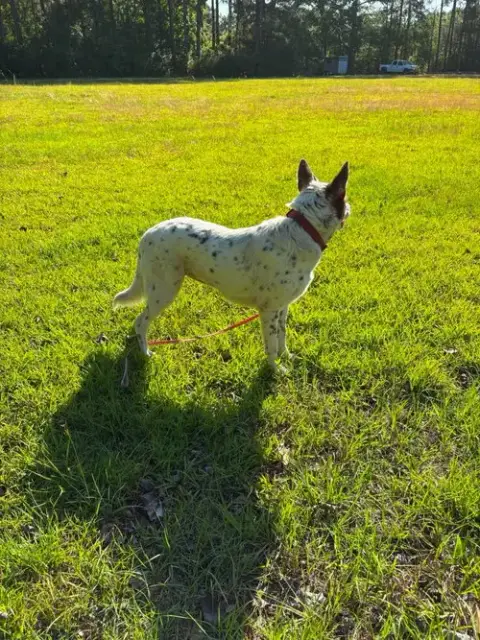 Pippa photo 3