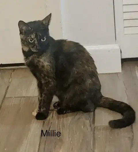 Millie photo 2