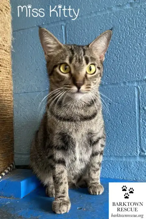 Miss Kitty photo 2