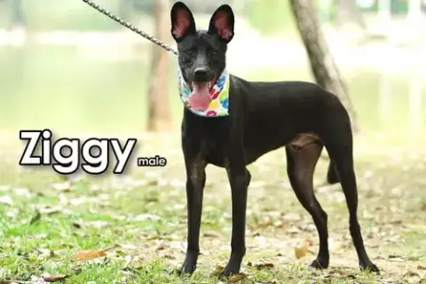 Ziggy From Taiwan photo 3