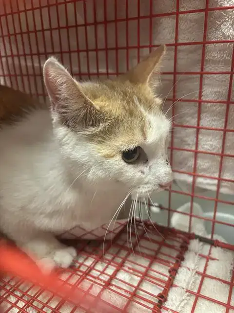 Bonnie