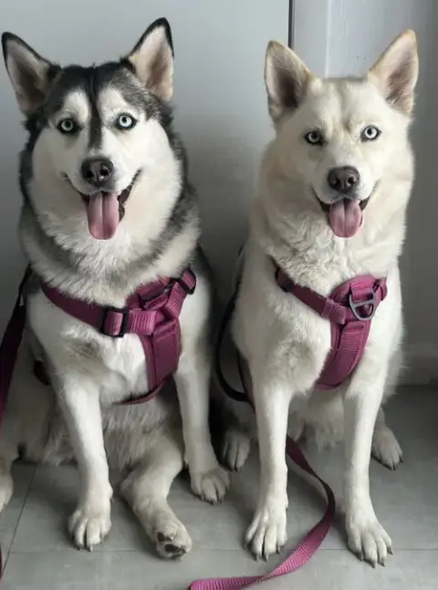 Courtesy Post: Sky & Elsa photo 4