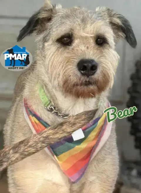 Bear photo 3