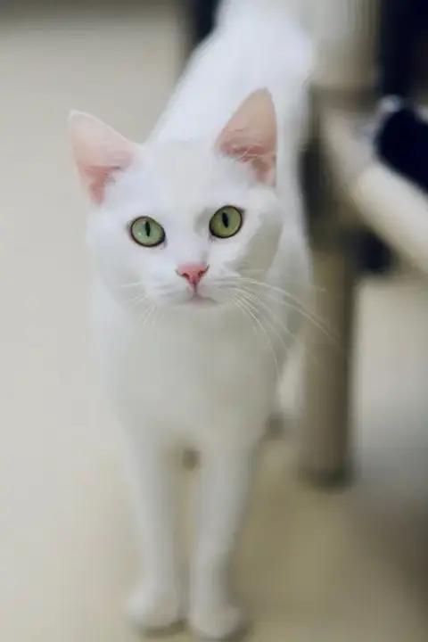 Vixie photo 2
