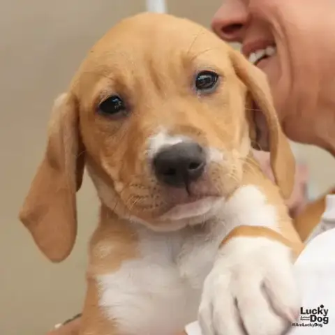 Winky