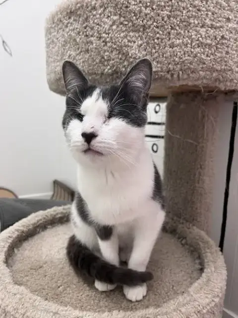 Violet'S Dain Kitten Rm