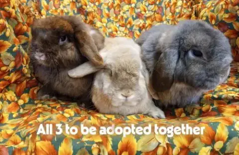 Bun Shady