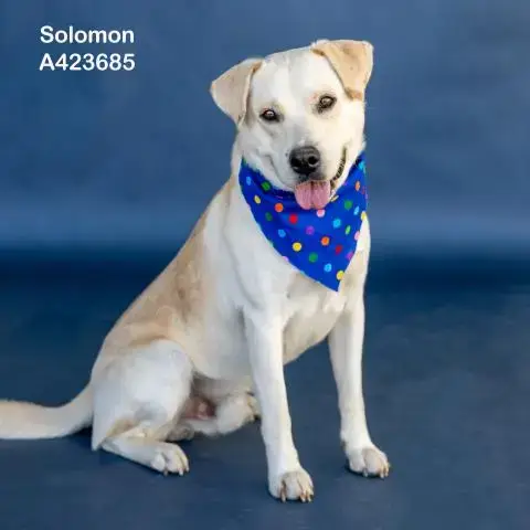 Solomon