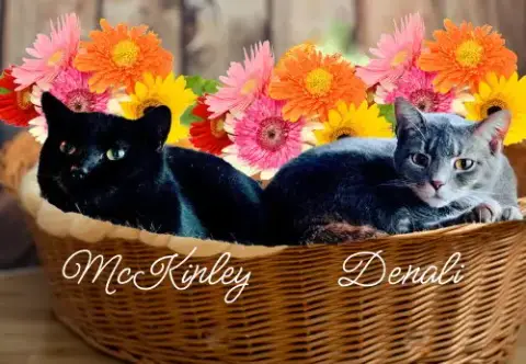Mckinley