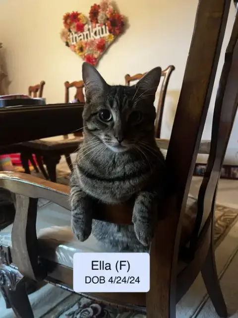 Ella Bonded With Copurrnicus
