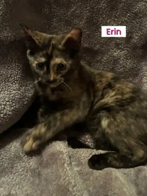Kittens photo 2