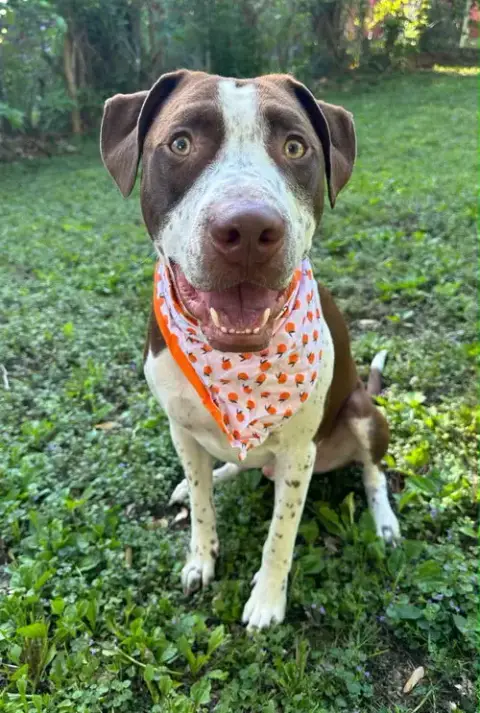 Huxley