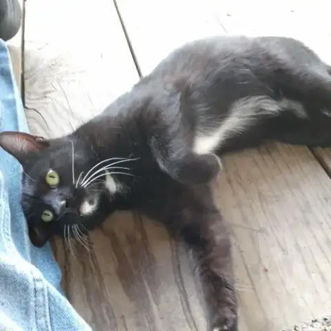 Francis