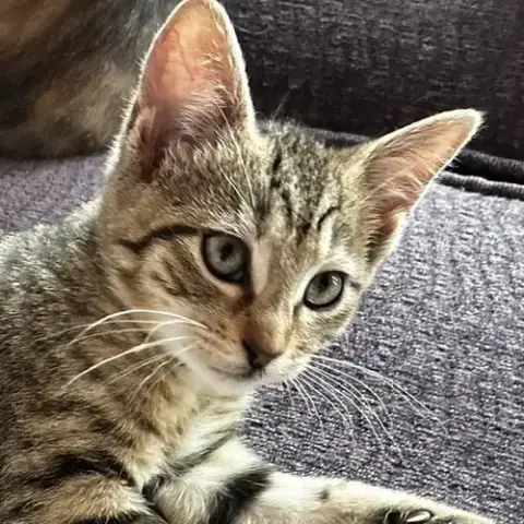 Artemis photo 2