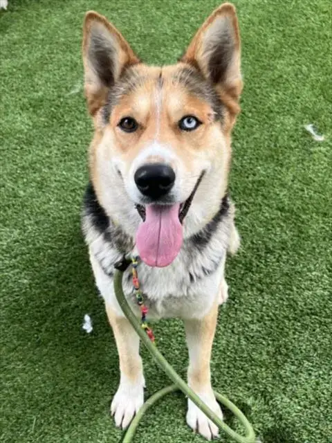 Delilah
