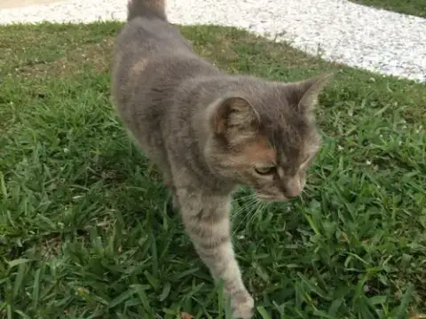 Kitty photo 2