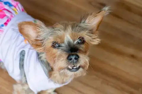 Rosie photo 2