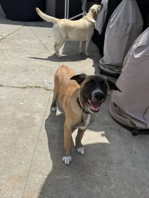 Rosie'S Puppy Ranger photo 2