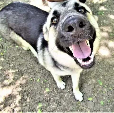 Sheba photo 4