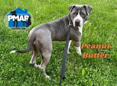 Peanut Butter photo 5