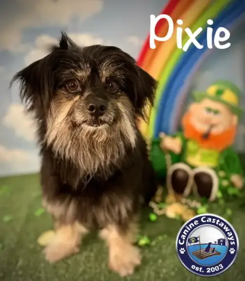 Pixie photo 2