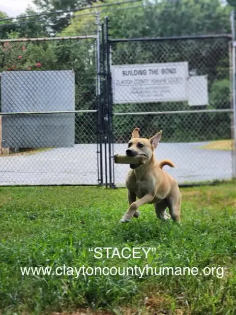 Stacey photo 4