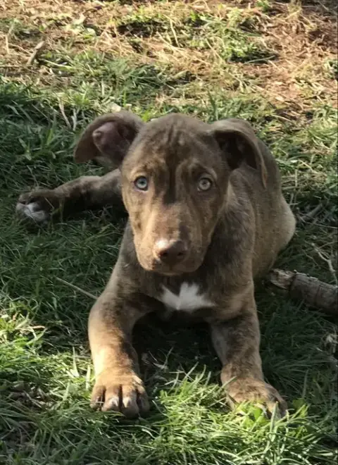 Gus photo 2