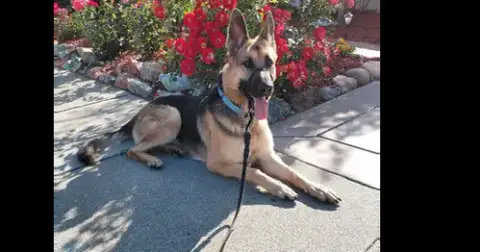 Josie C. photo 2