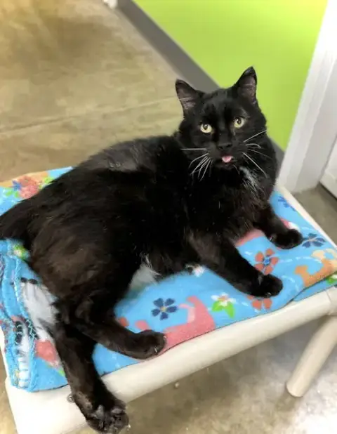 Wants Pets Please photo 2