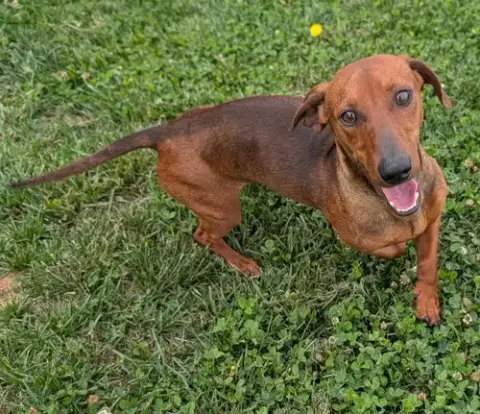 Hugo In Nc