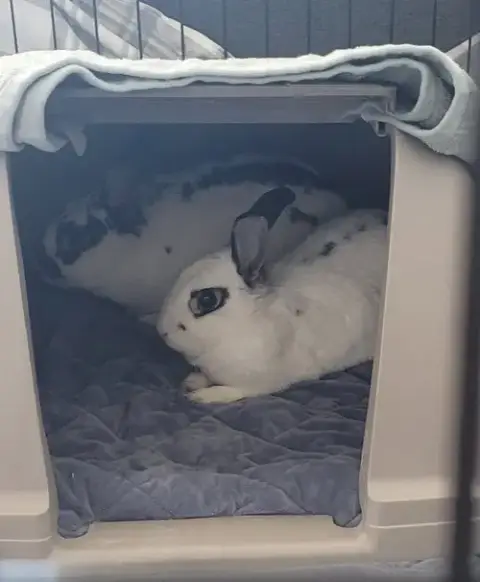 Poppy Rabbit photo 3