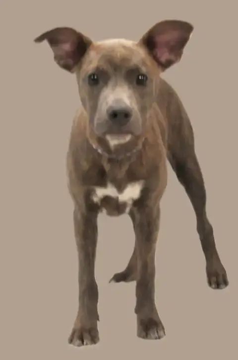 Bailey photo 3