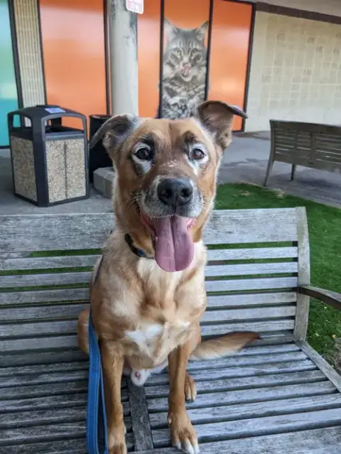 Drako