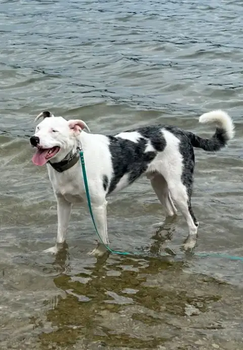 Shuggie