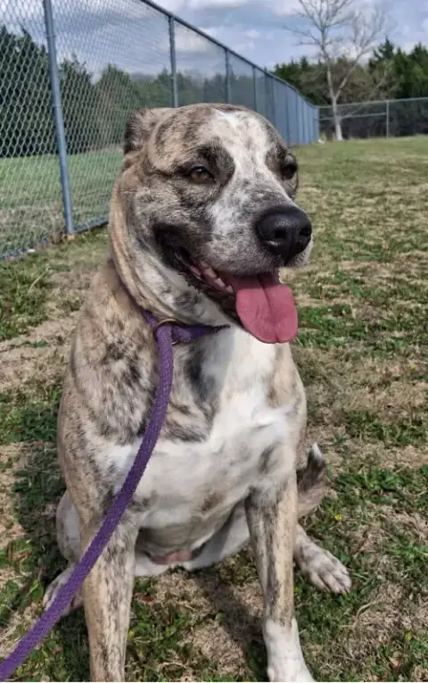 Molly-Diamond Dog! $75 Adoption Fee! photo 3