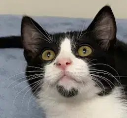 Kitten Forrest