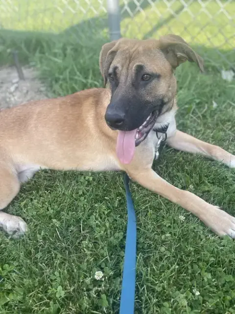 Nala photo 3