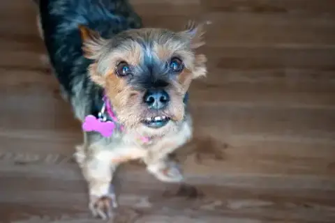 Rosie photo 3
